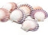pink and purple deep scallop seashells
